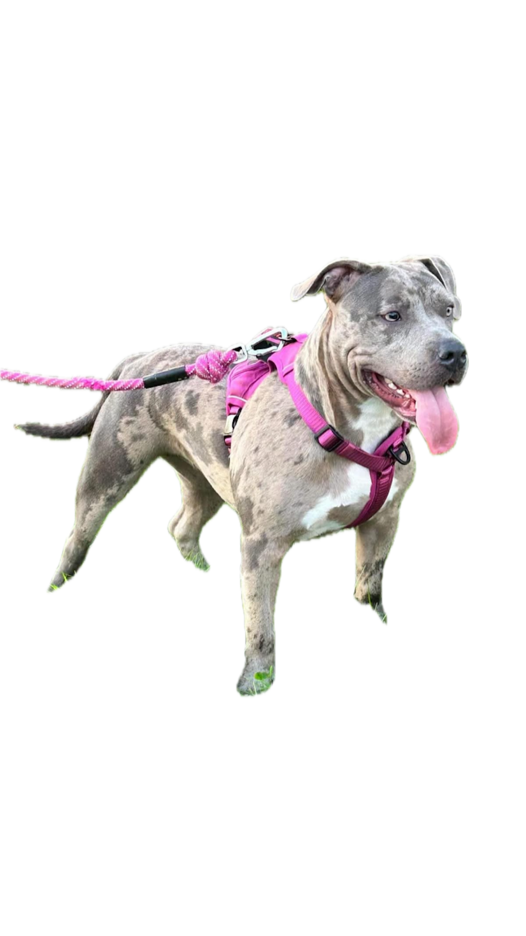 Kova American Bully