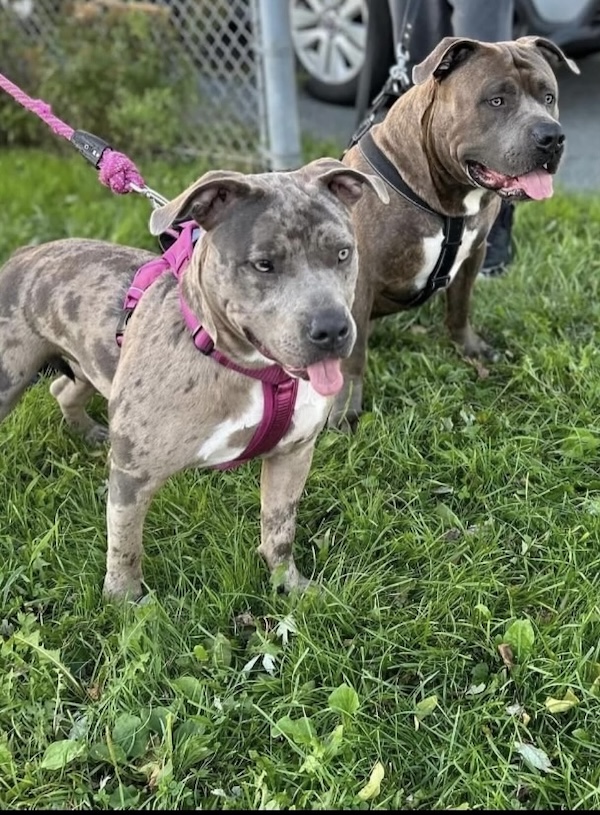 Kova and Grimlock Nova Scotias top American Bullies