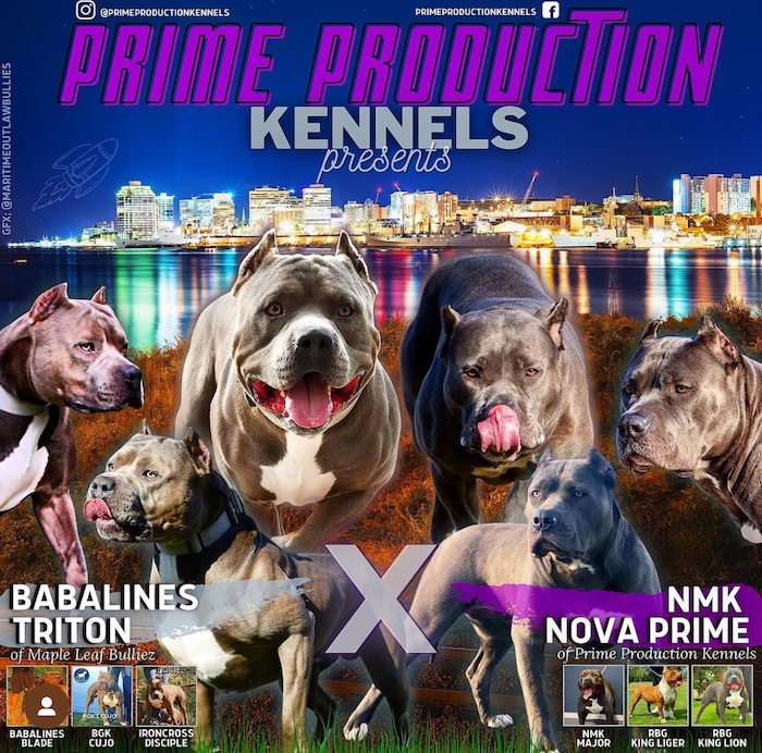 Grimlock's Parents from Prime Productions Kennel in Canada