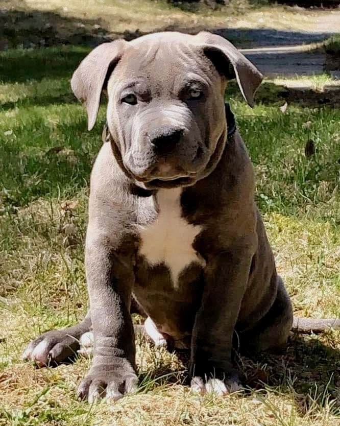 Grimlock as a Puppy in Nova Scotia