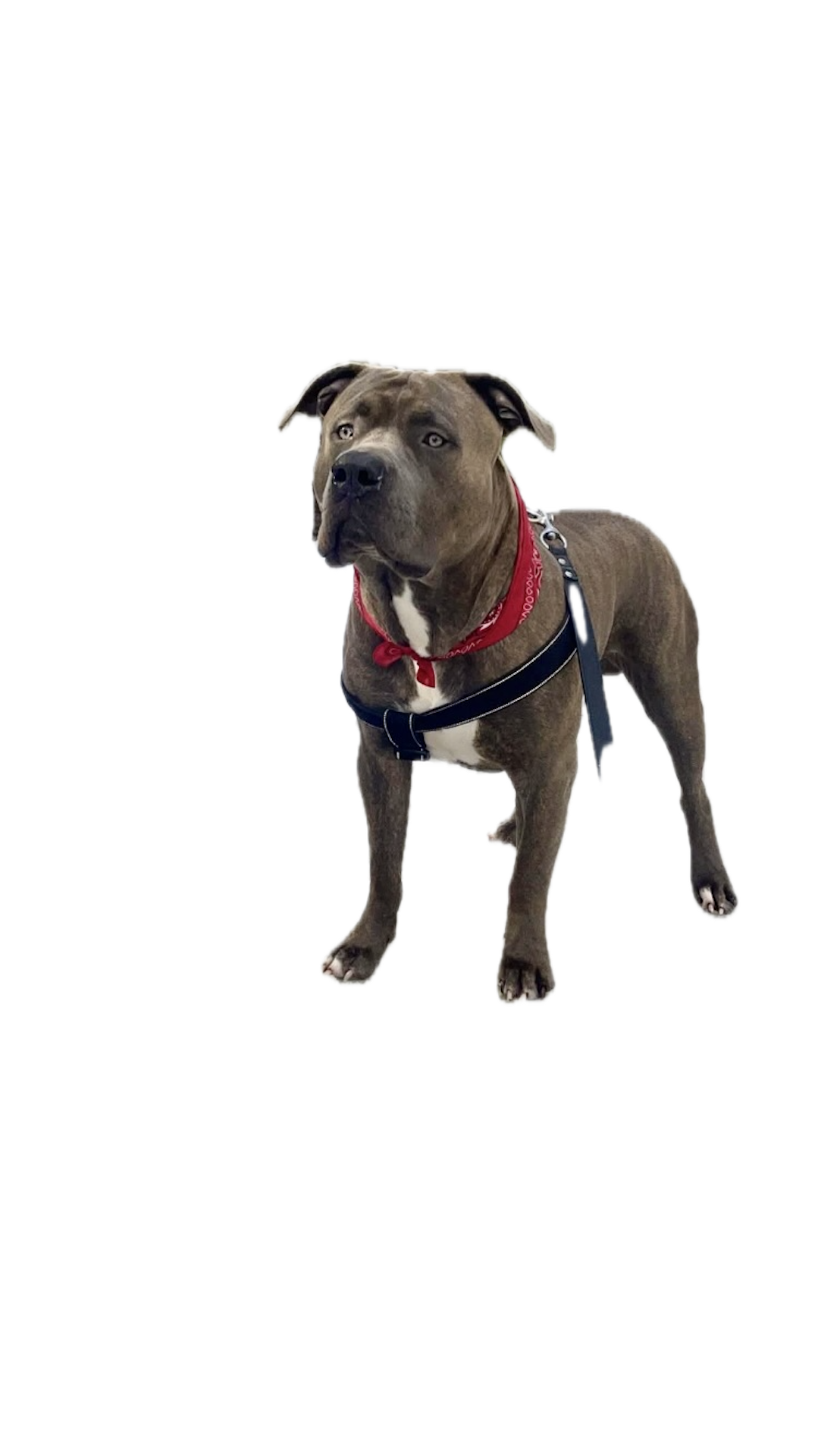 Grimlock American Bully