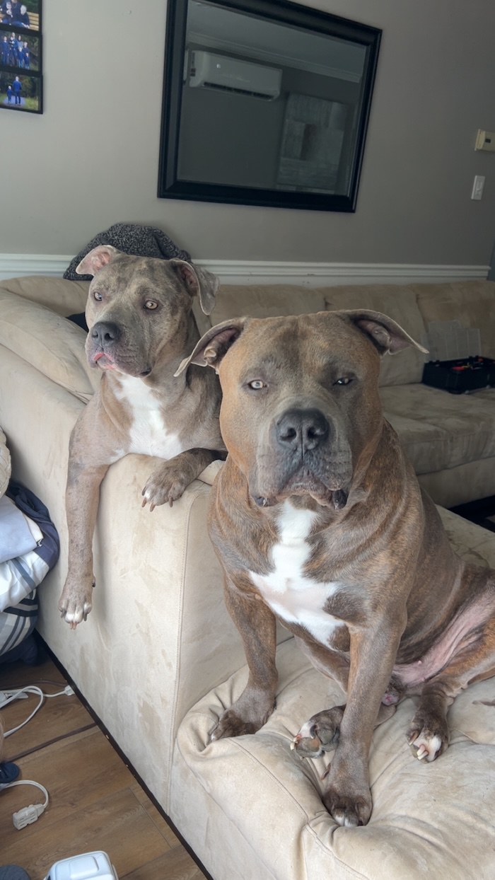 Kova and Grimlock Nova Scotias nicest American Bullies