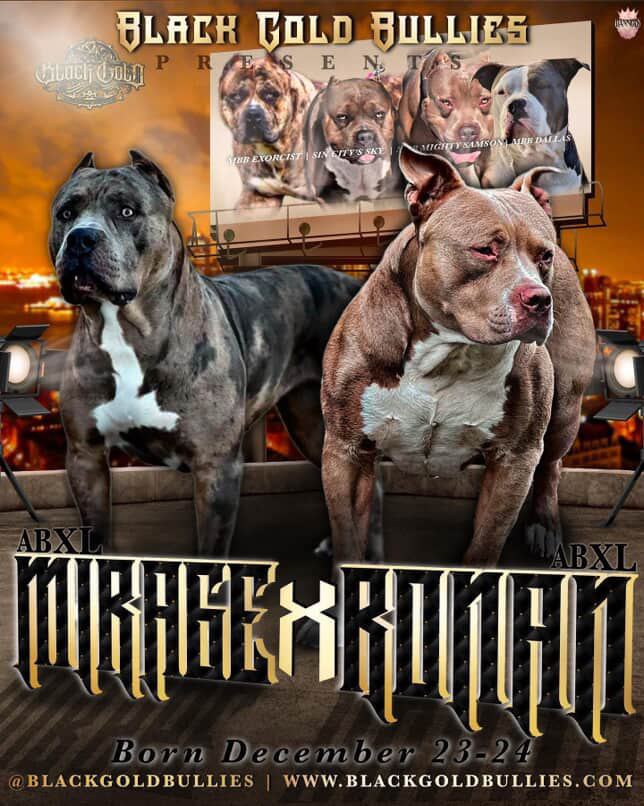 Kovas Parents from Black Gold Bullies kennel in Canada