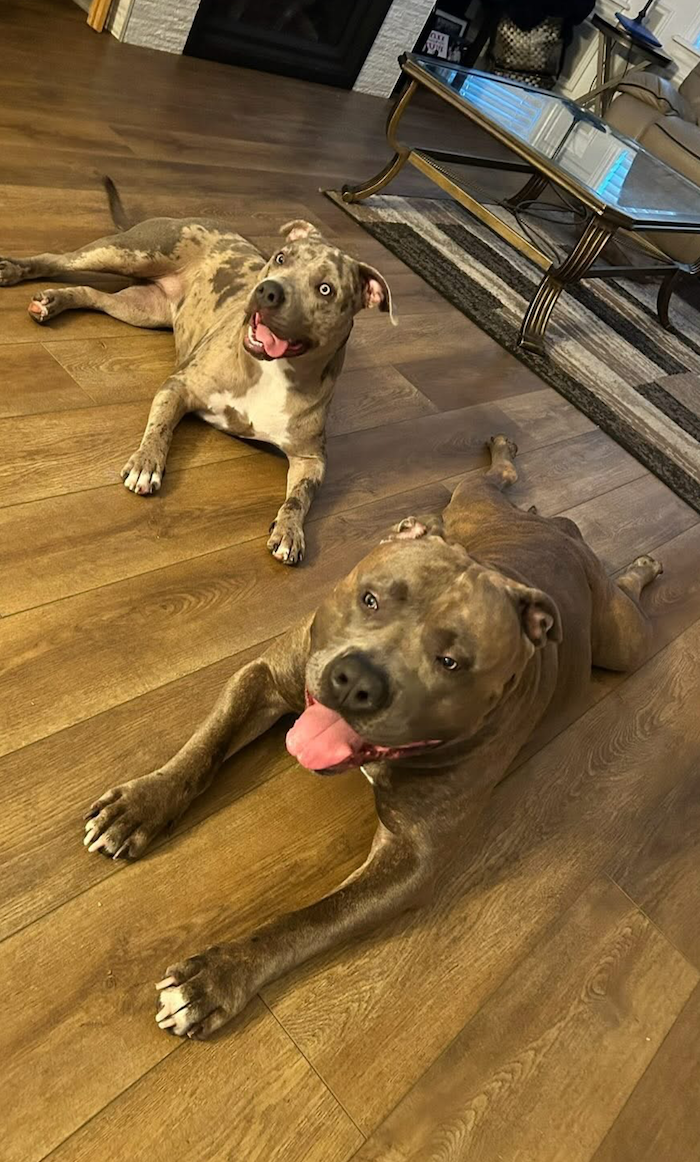 Kova and Grimlock Nova Scotias nicest American Bullies