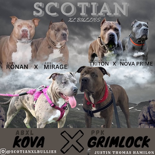 Nova Scotia American Bullies